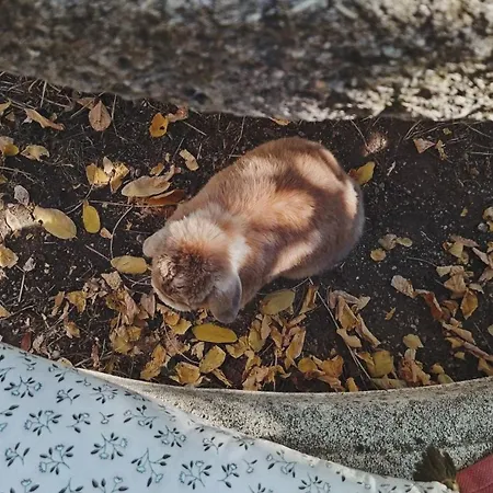 La Potentille Πανσιόν